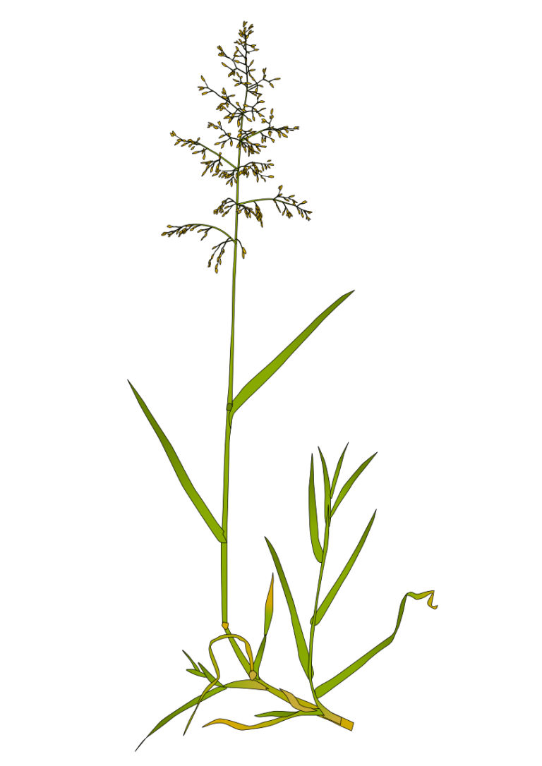 Harilik Raps Harilik kastehein (Agrostis capillaris) – NordicBotanical